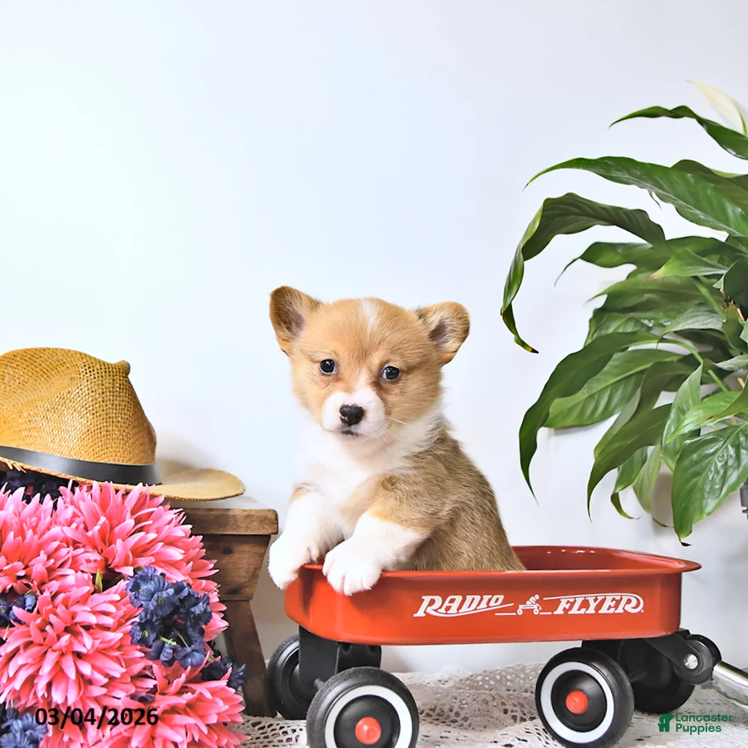 Welsh Corgi Pembroke dogs for sale: Kelsey - Ad 2