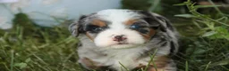Mini Bernedoodle dogs for sale: Maya Mini Bernedoodle  - Ad 15