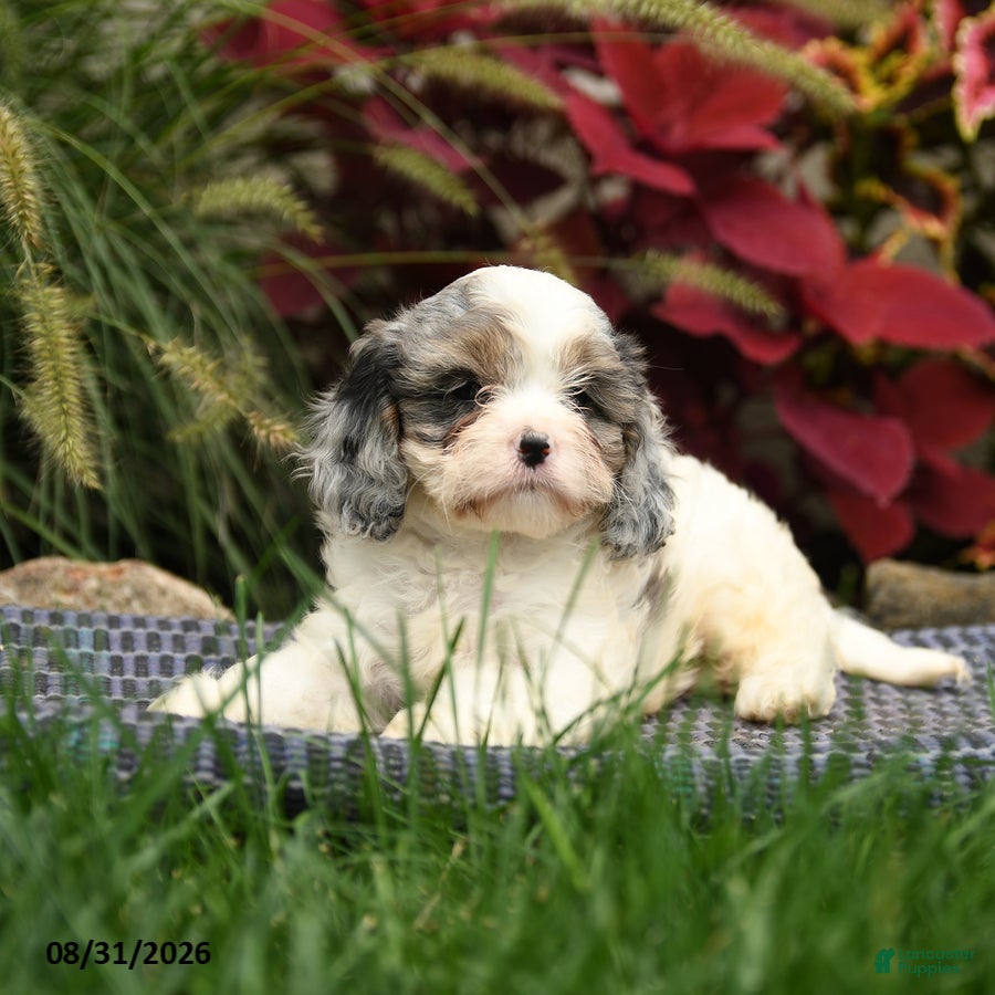 Cavapoo dogs Nala - Ad 2