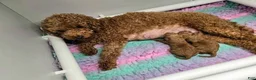 Toy Poodle dogs for sale: Toy Poodle Puppy 2 - Ad 9