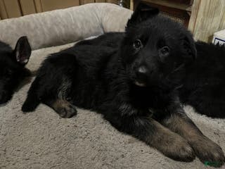 German Shepherd dogs German Shepherd Puppy 1 - Ad 31