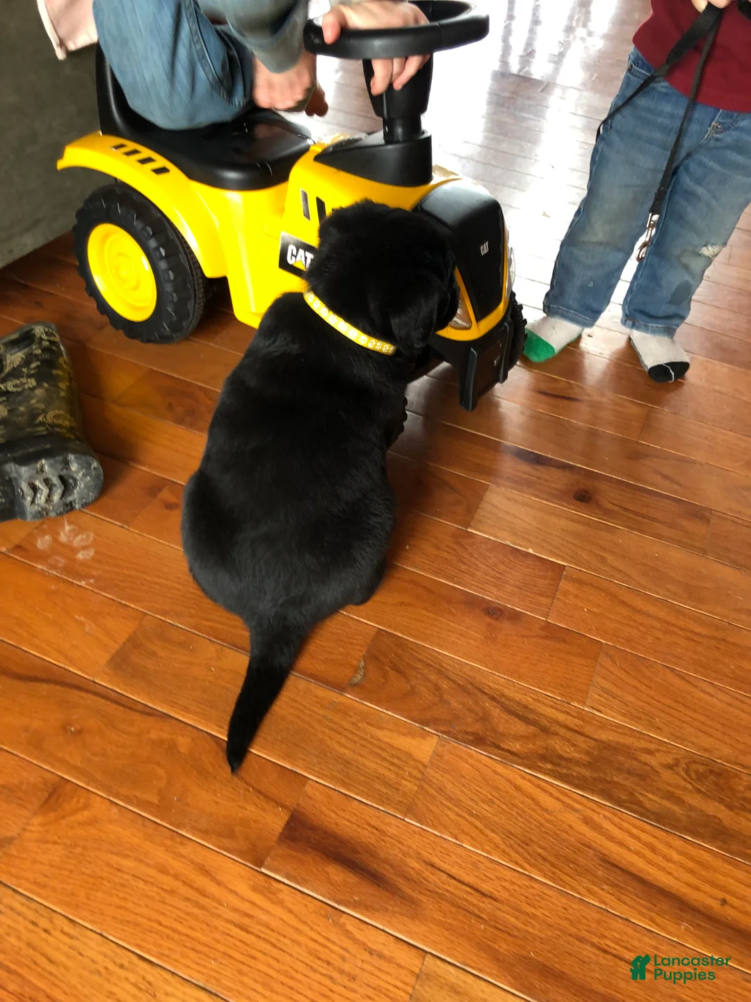 Labrador Retriever dogs for sale: Poppy - Ad 6