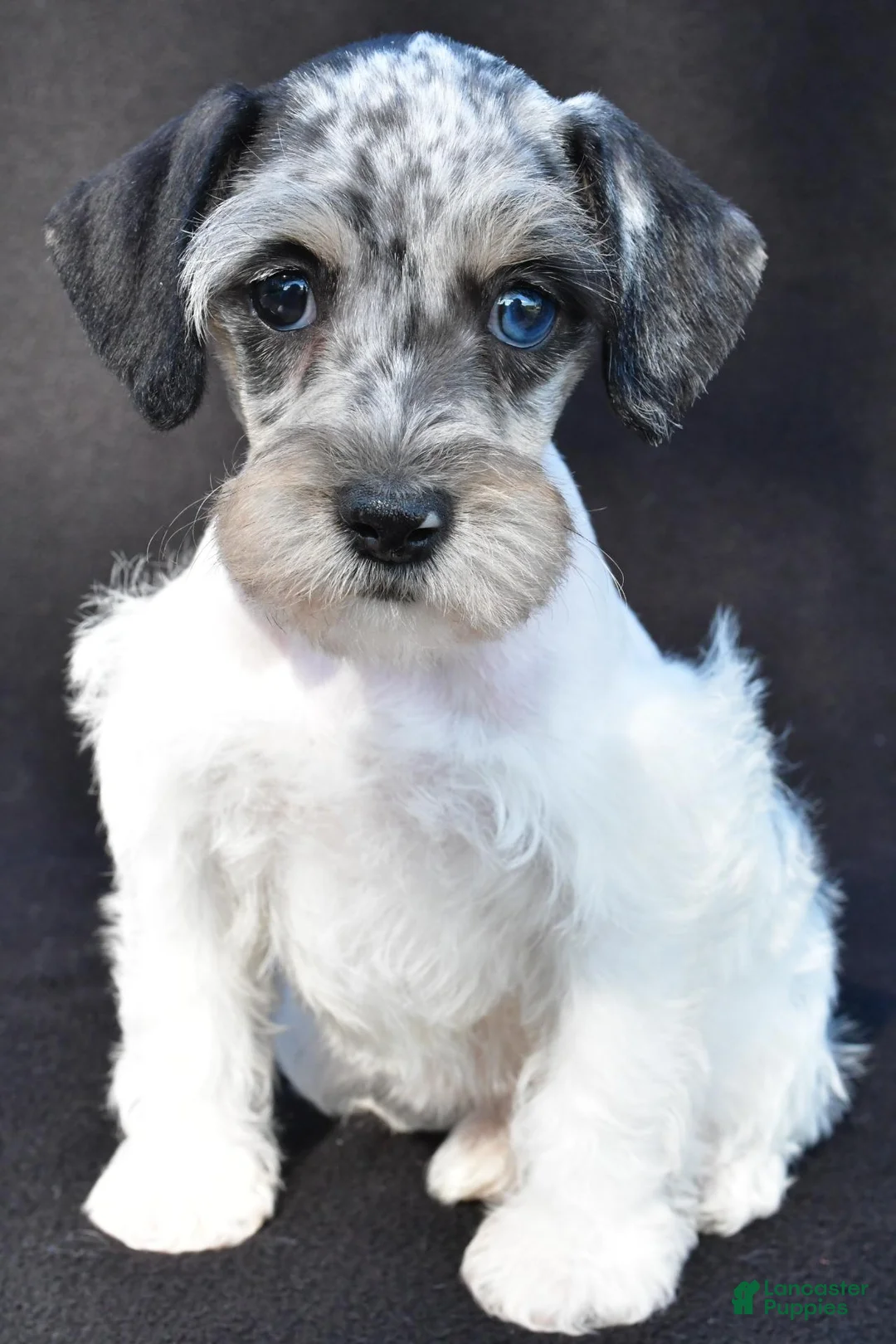 Schnoodle dogs for sale: Hali - Ad 8