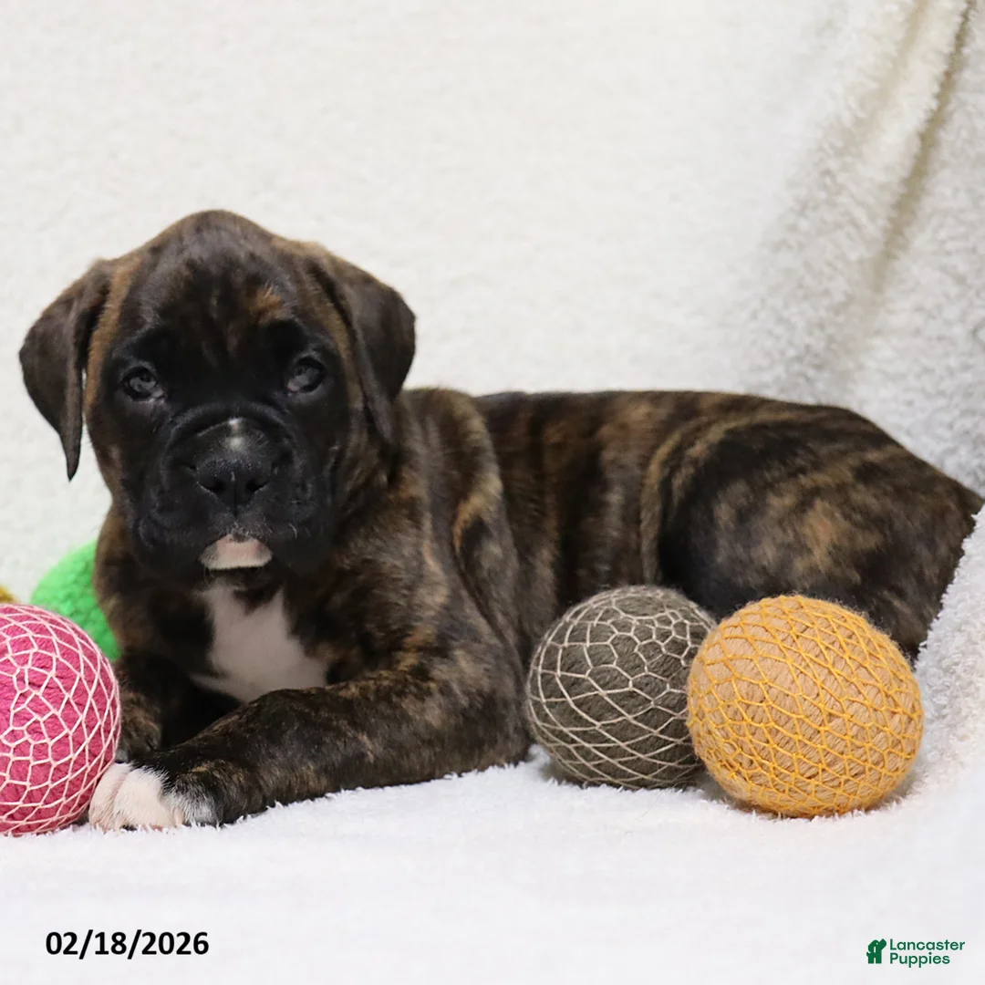 Boxer dogs for sale: Max - Ad 1