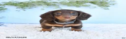 Miniature Dachshund dogs for sale: Shiloh - Ad 4