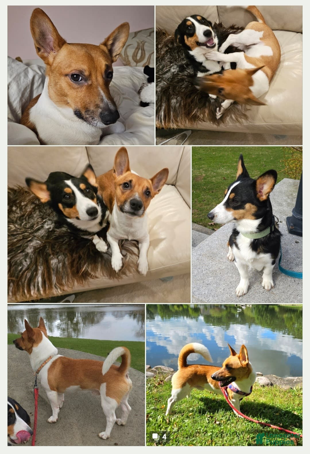 Gallery Image {{count}}