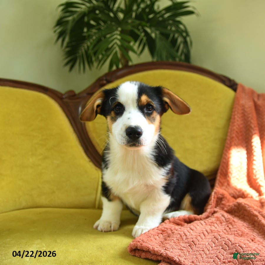 Welsh Corgi Pembroke dogs Titus - Ad 1