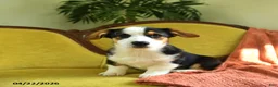 Welsh Corgi Pembroke dogs for sale: Titus - Ad 10