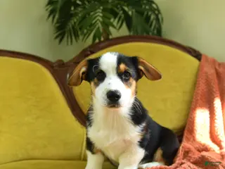 Welsh Corgi Pembroke dogs for sale: Titus - Ad 1