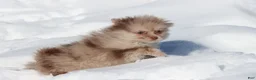 Pomeranian dogs for sale: Ducky - Ad 5