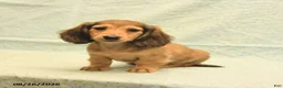 Dachshund dogs for sale: Lee - Ad 1