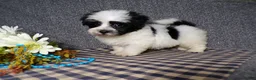 Havanese dogs for sale: King - Ad 1