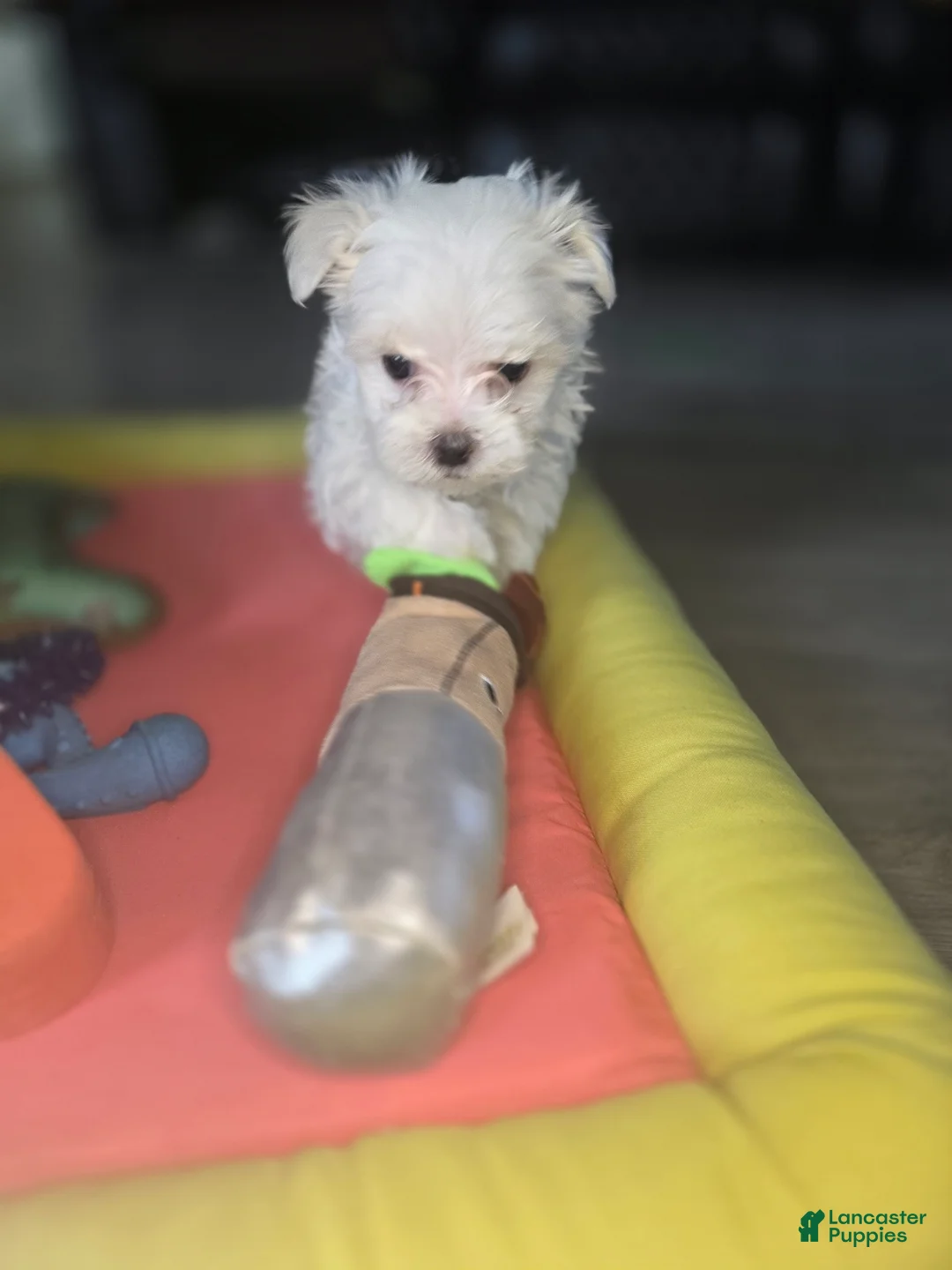Maltese dogs for sale: 🐾 Male Maltese Puppy – Playful, Charming & Tiny - Ad 5