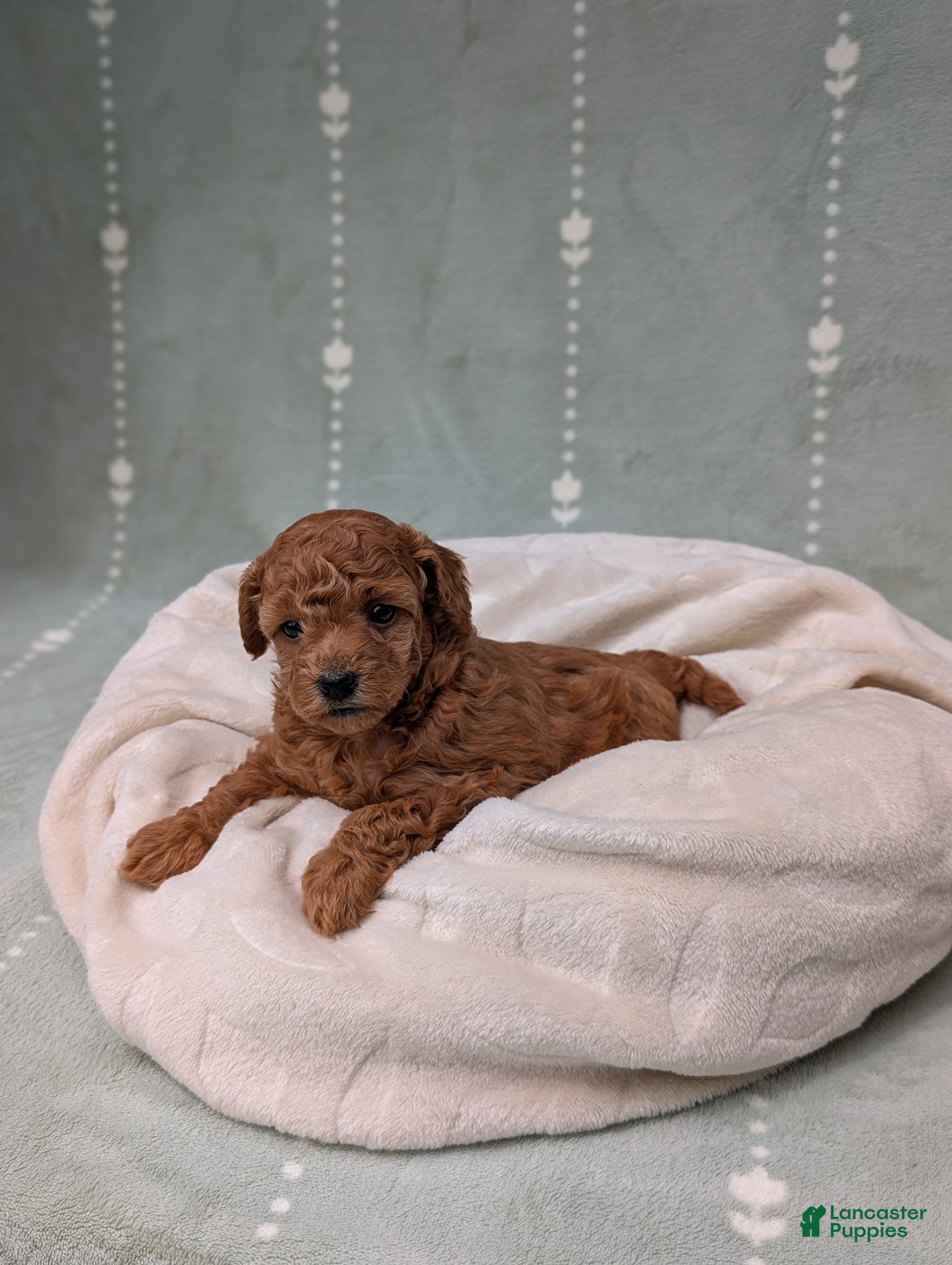 Toy Poodle dogs Paisley  - Ad 2