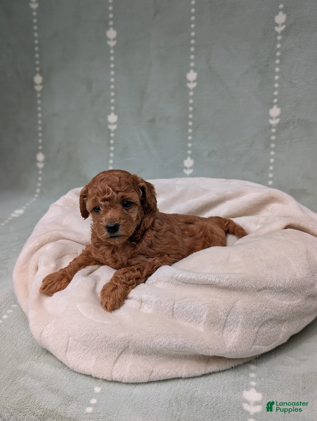 Toy Poodle dogs for sale: Paisley  - Ad 2