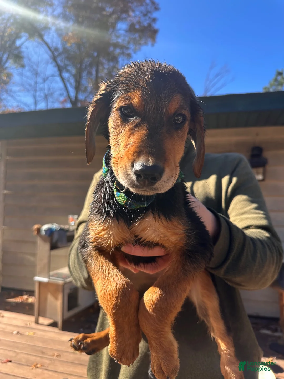 Mixed Breed dogs for sale: Mixed Breed 4 - Ad 2