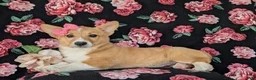 Welsh Corgi Pembroke dogs for sale: Matilda AKC Registered - Ad 4