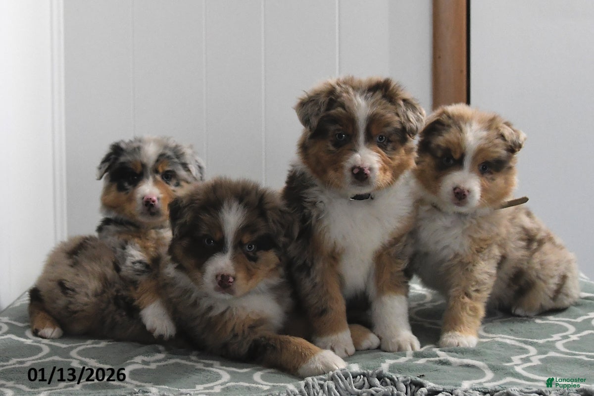 Australian Shepherd dogs Miles - Ad 2