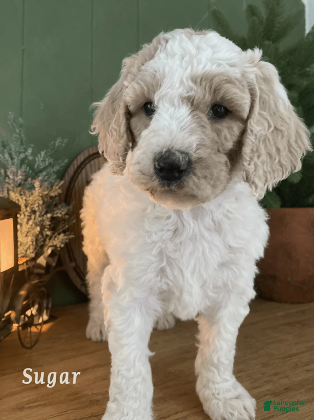 Gallery Image {{count}}