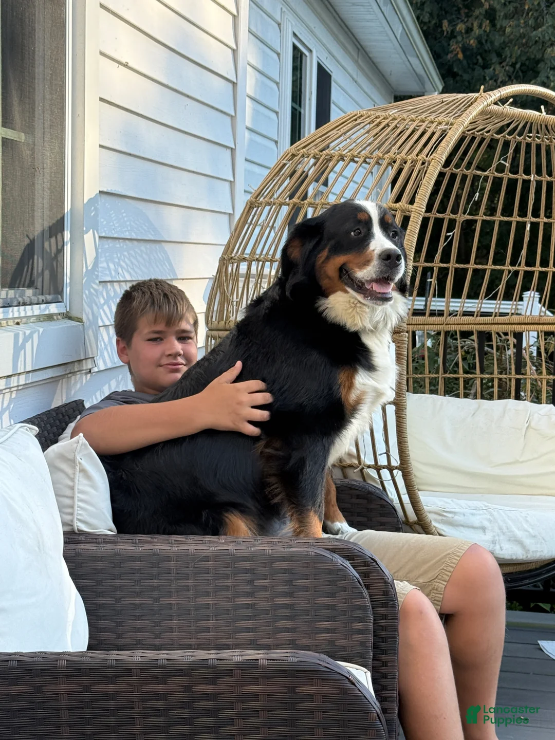 Bernese Mountain Dog dogs for sale: Mars, AKC registered, Ready Now! - Ad 8