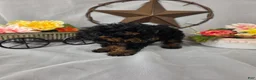 Miniature Poodle dogs for sale: Bella - Ad 4