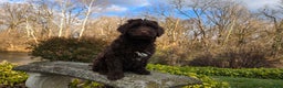 Portuguese Water Dog dogs for sale: Toby - Ad 10