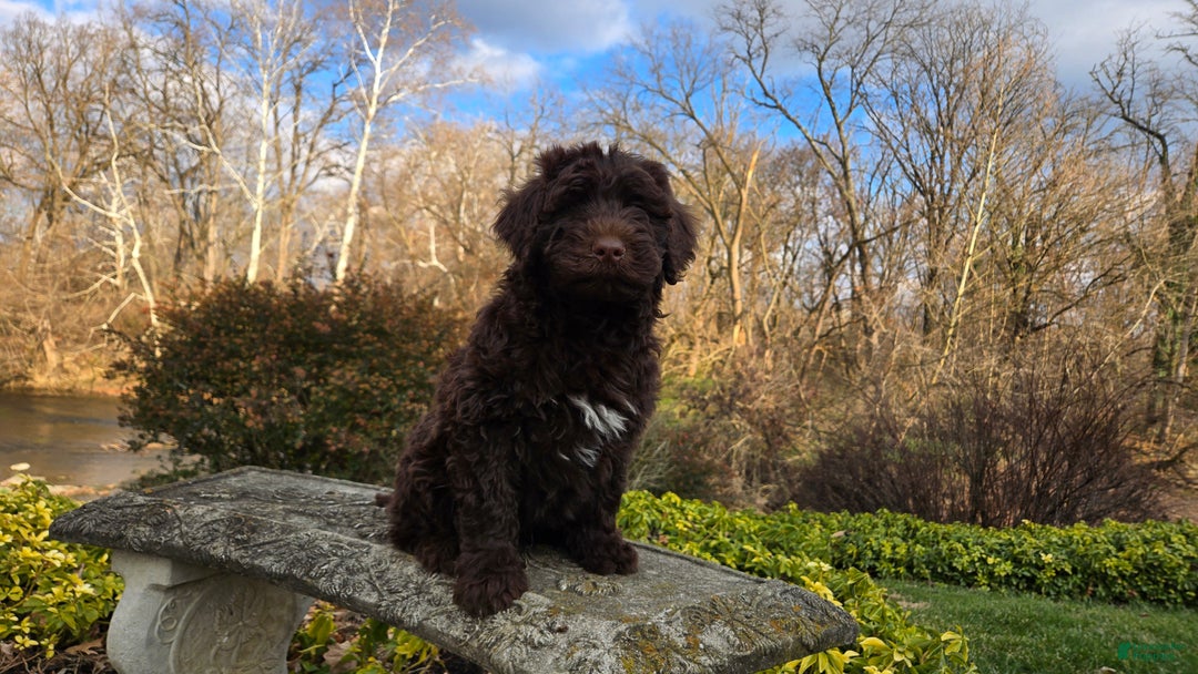 Portuguese Water Dog dogs for sale: Toby - Ad 10