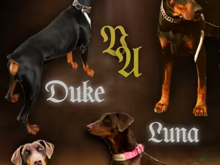 Doberman Pinscher dogs Berlinetta - Ad 2