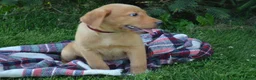 Labrador Retriever dogs for sale: Copper - Ad 5