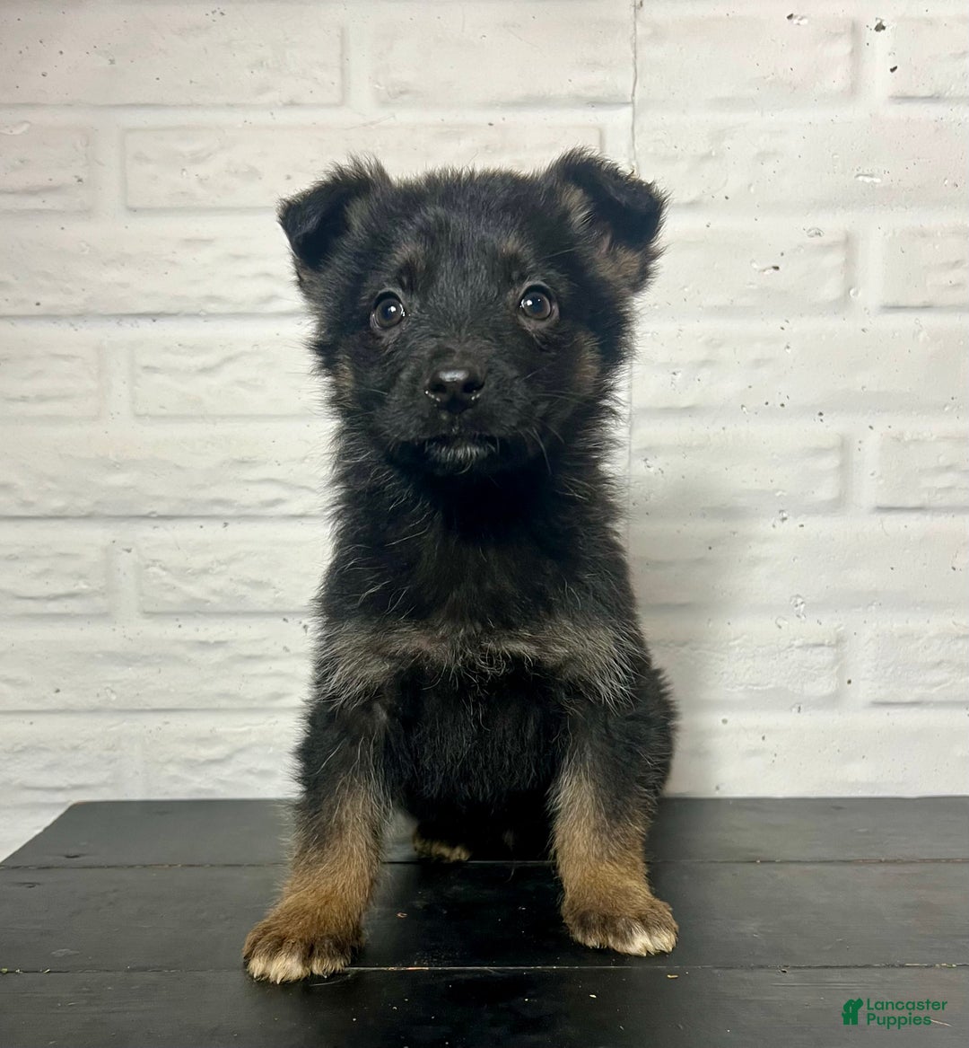 German Shepherd dogs for sale: Denali - Ad 3