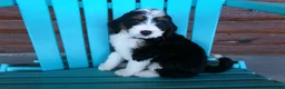 Mini Bernedoodle dogs for sale: Butter Cup - Ad 4