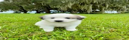 Great Pyrenees dogs for sale: Dark Blue Boy - Ad 6