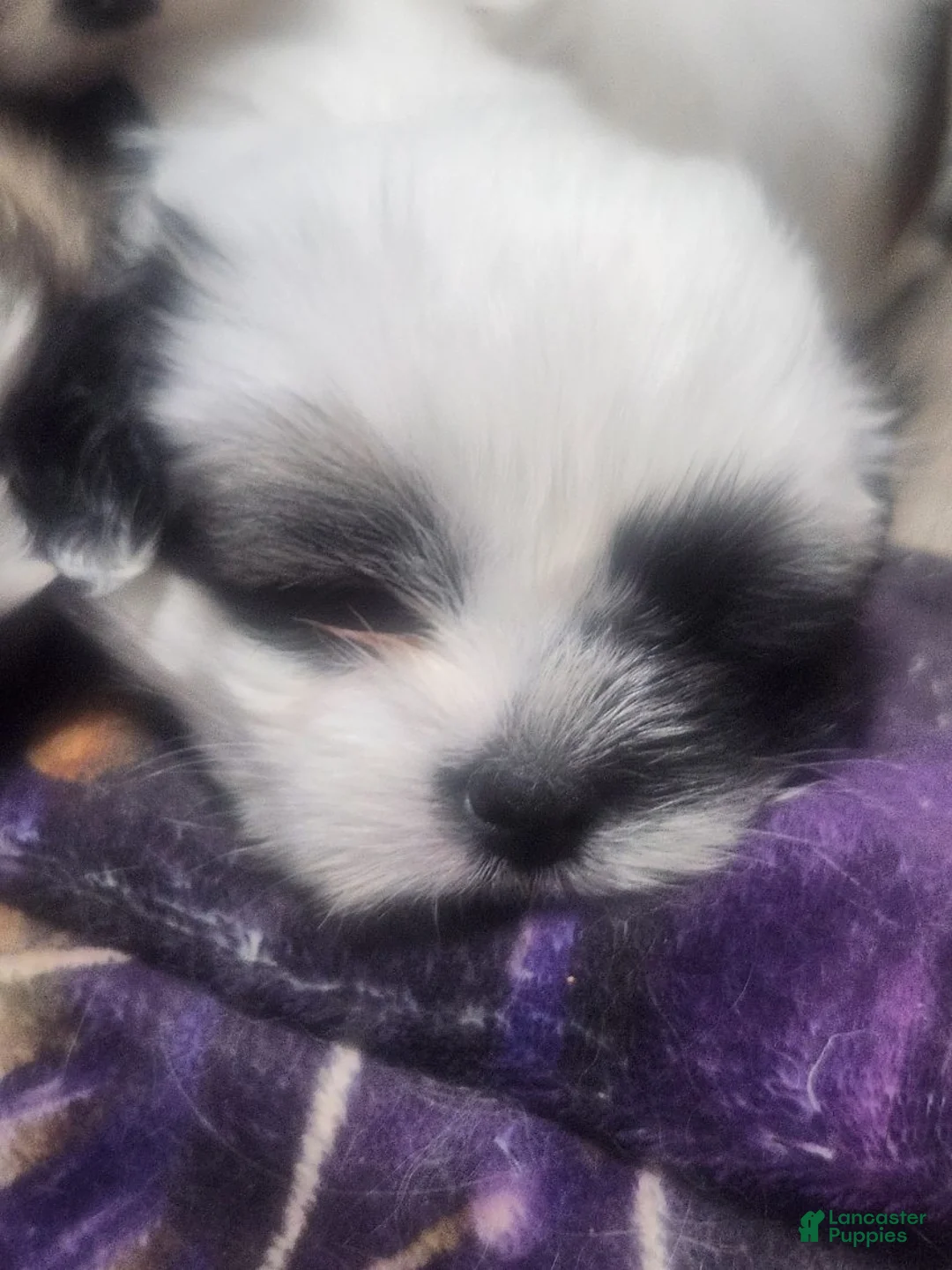 Shih Tzu dogs for sale: Shih Tzu Puppy 2 - Ad 2