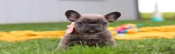 French Bulldog dogs for sale: Lucy - Ad 9