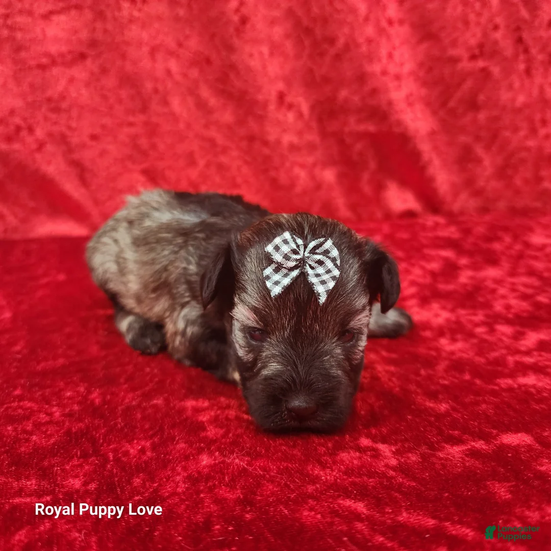 Miniature Schnauzer dogs for sale: Ophelia - Ad 1