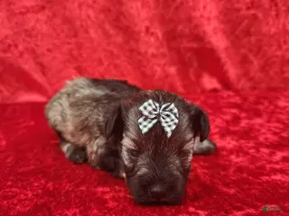 Miniature Schnauzer dogs Ophelia - Ad 24