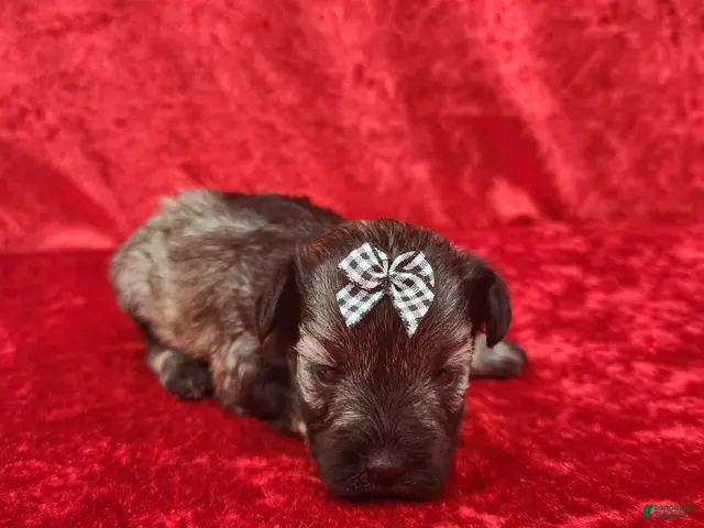 Miniature Schnauzer dogs Ophelia - Ad 5