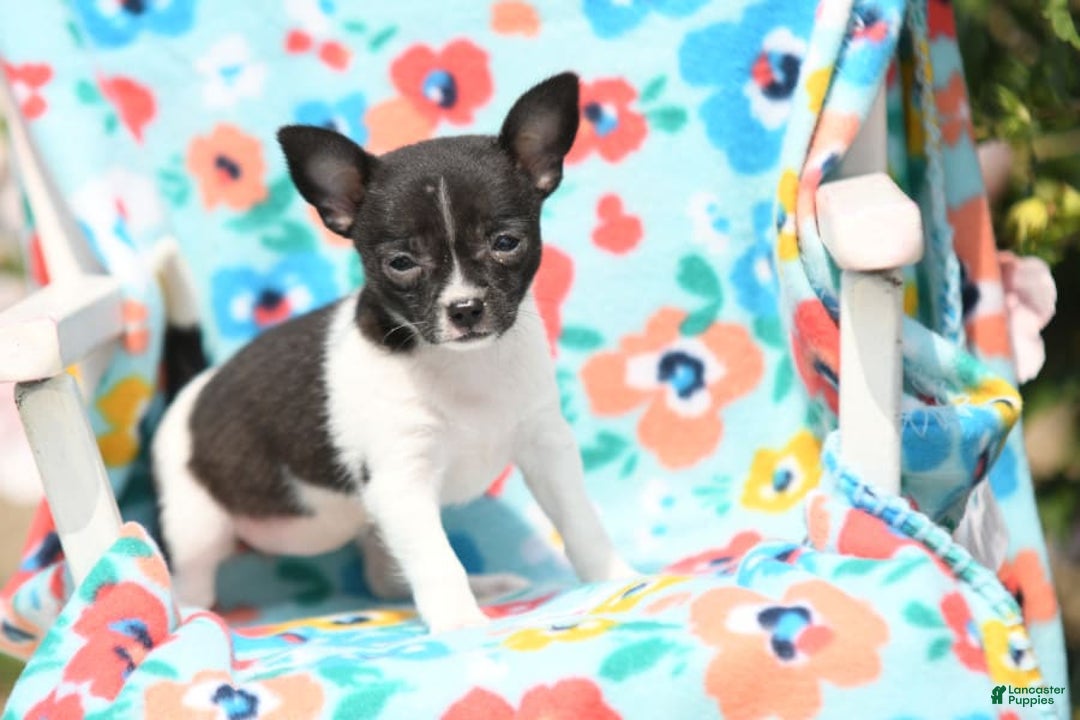 Gallery Image {{count}}