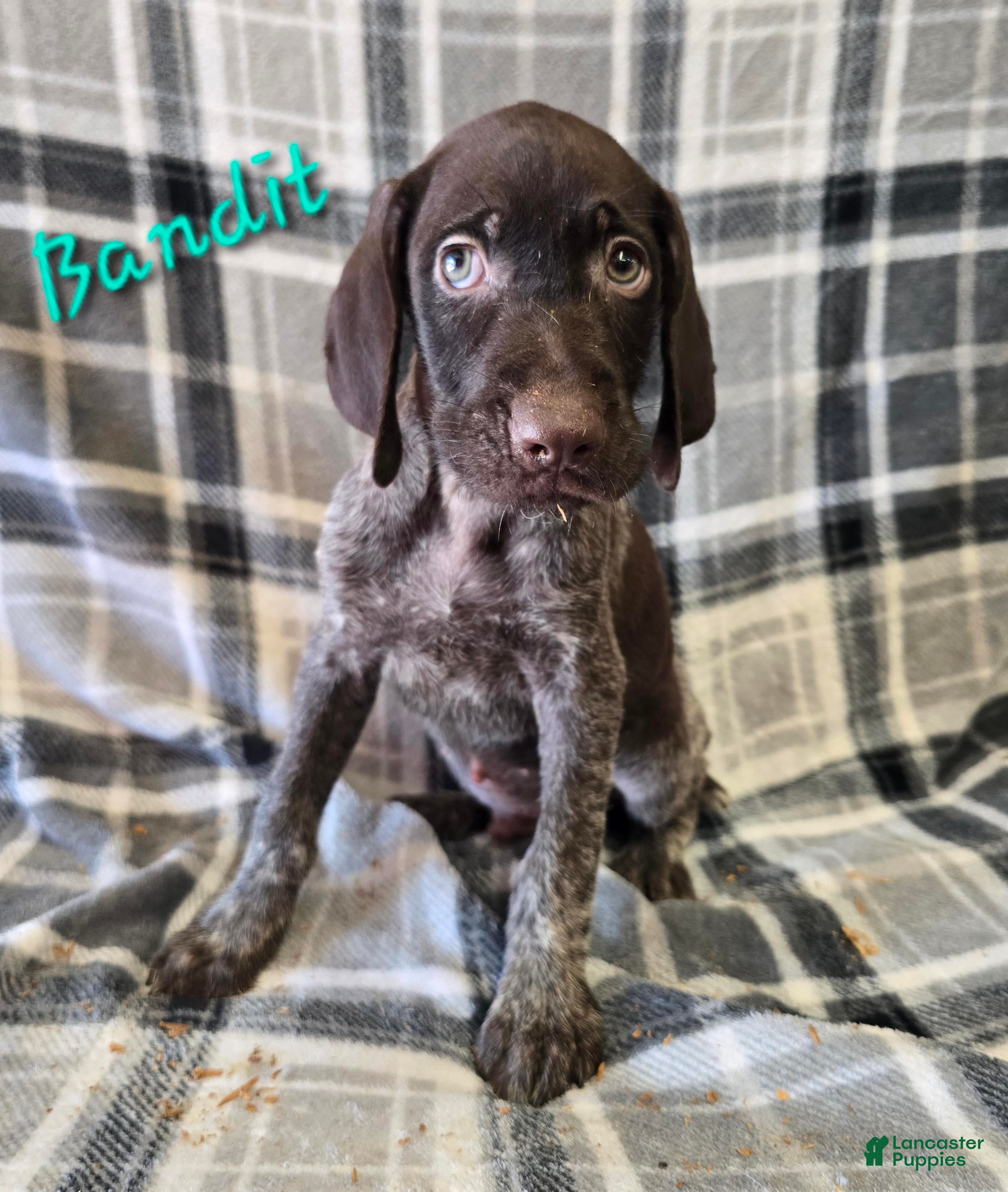 German Wirehaired Pointer dogs BANDIT - Ad 5