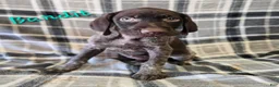 German Wirehaired Pointer dogs for sale: BANDIT - Ad 1