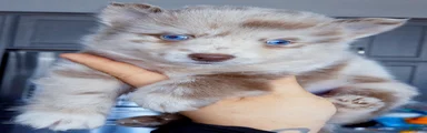Lava Lavender Merle 