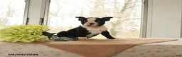 Boston Terrier dogs for sale: Hero - Ad 5