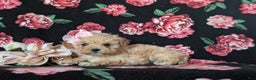 Miniature Poodle dogs for sale: Dierdre 9 lbs Full Grown - Ad 6