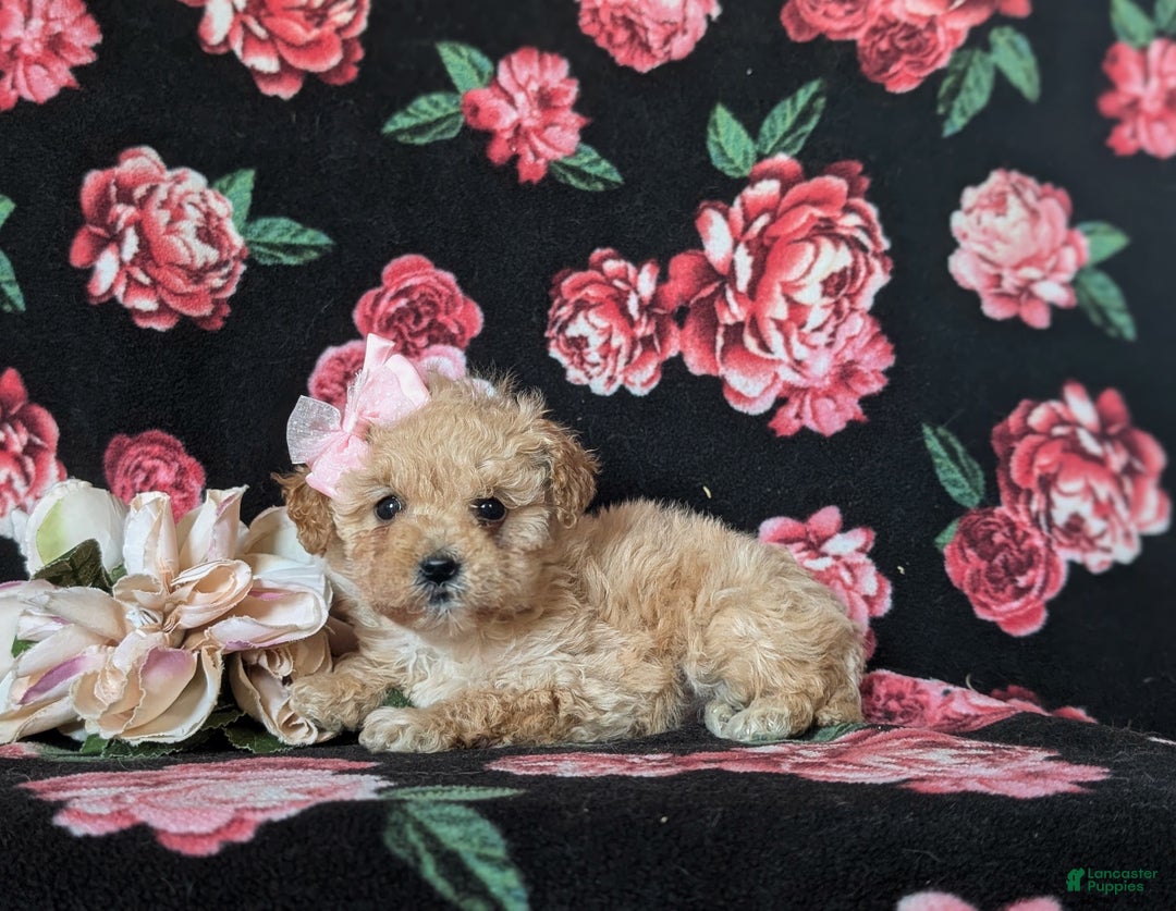 Miniature Poodle dogs for sale: Dierdre 9 lbs Full Grown - Ad 6