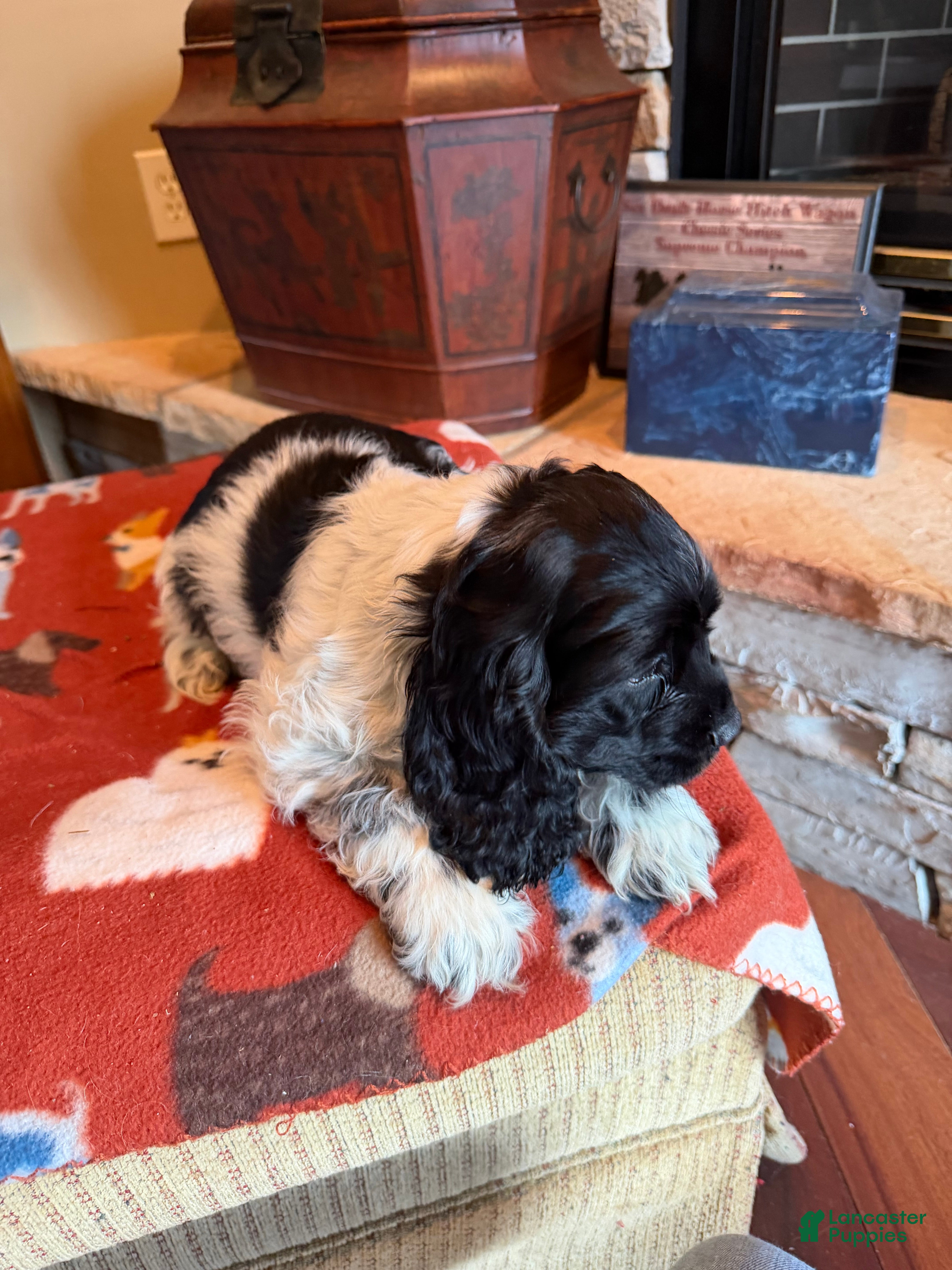 Cocker Spaniel dogs Black Jack - Ad 1