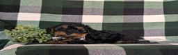 Yorkiepoo dogs for sale: Connor 6 lbs Full Growm - Ad 4