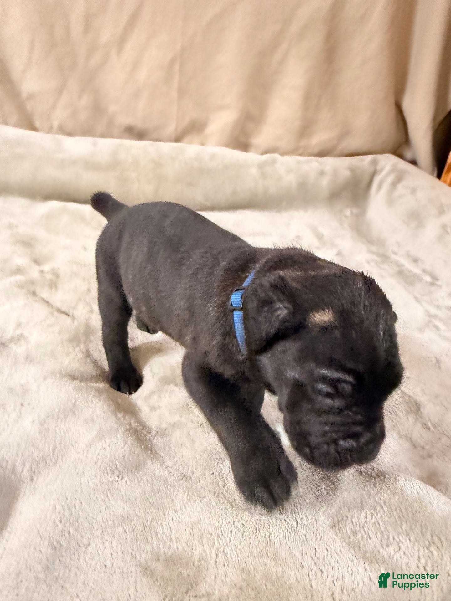 Cane Corso dogs Dark blue - Ad 2