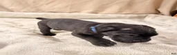 Cane Corso dogs for sale: Dark blue - Ad 2