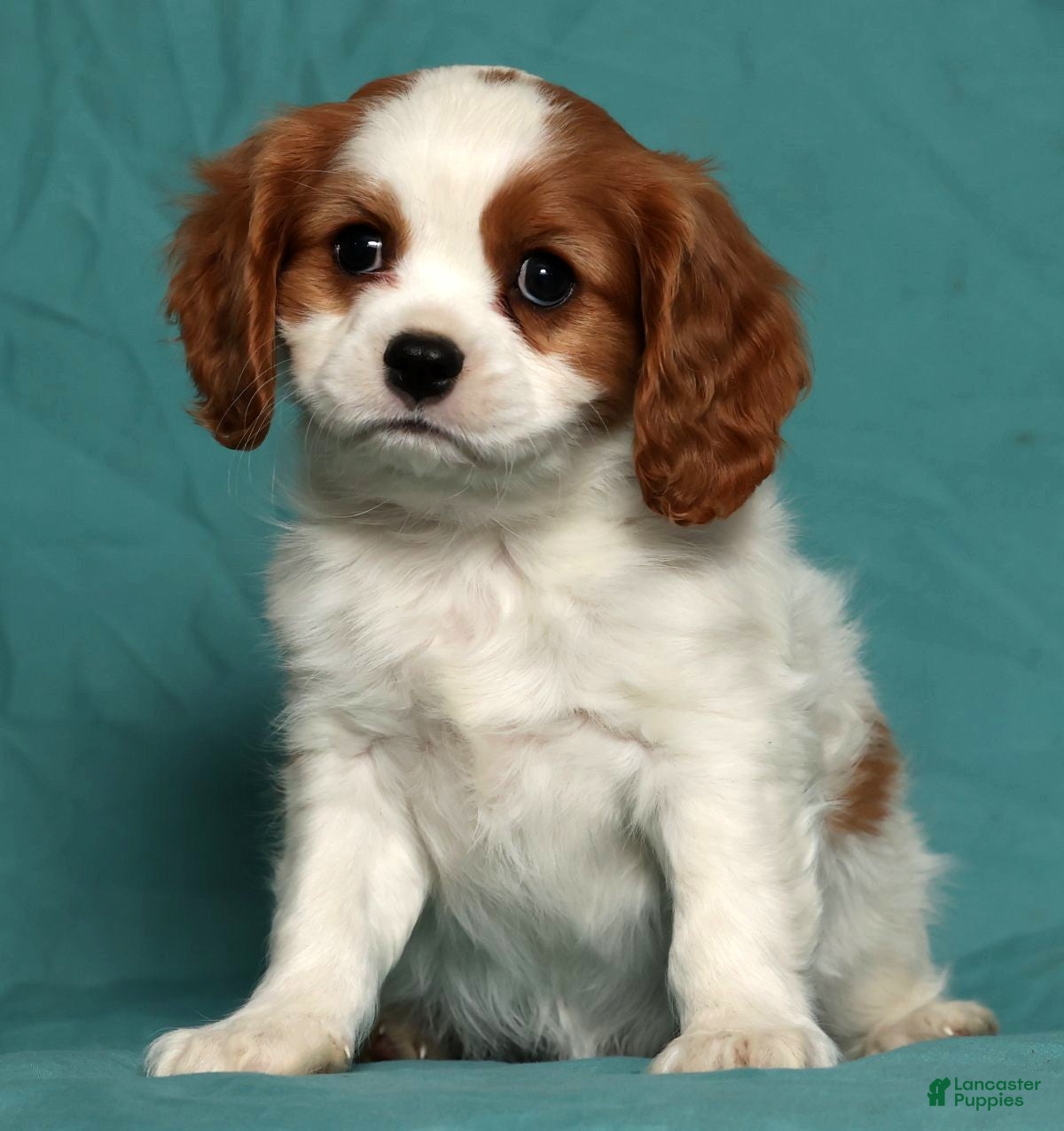 Cavalier King Charles Spaniel dogs Liam - Ad 17