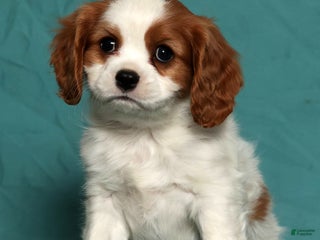 Cavalier King Charles Spaniel dogs Liam - Ad 15